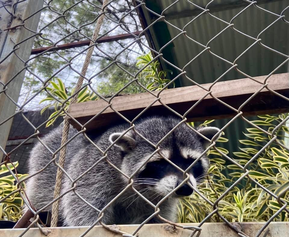 Rescue Center Costa Rica-阿拉辉拉必去景点