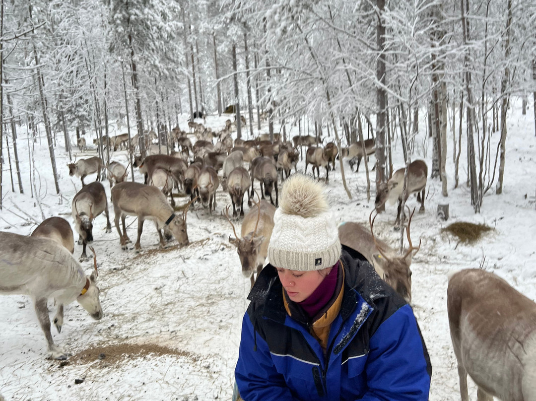 Unique Reindeer Farm-Kemijarvi必去景点