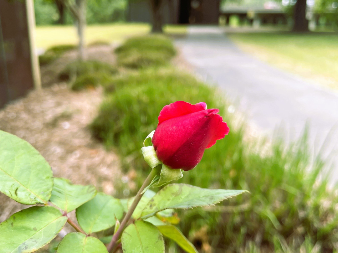 Bert Thompson Reserve-特拉拉尔根必去景点