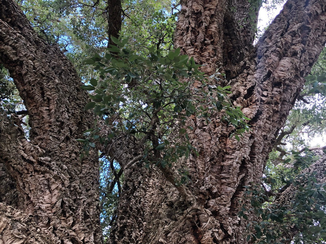 Historic Cork Tree景点图片