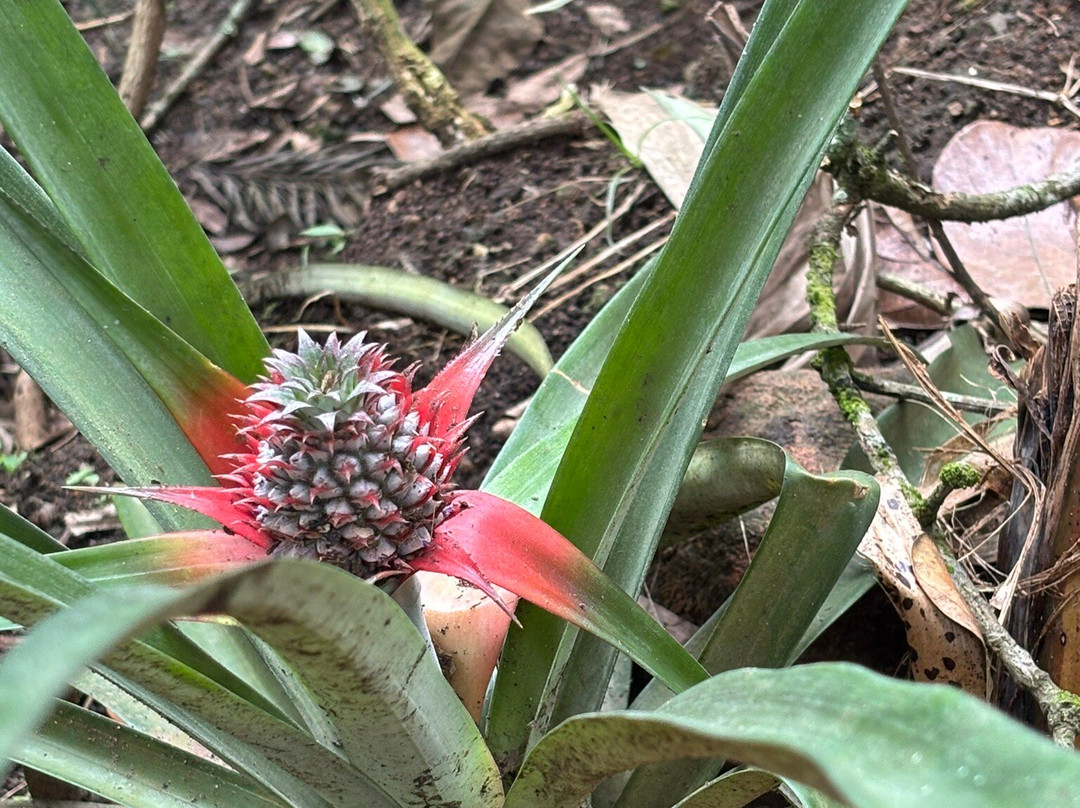Abraham's Spice Garden-Kumily必去景点