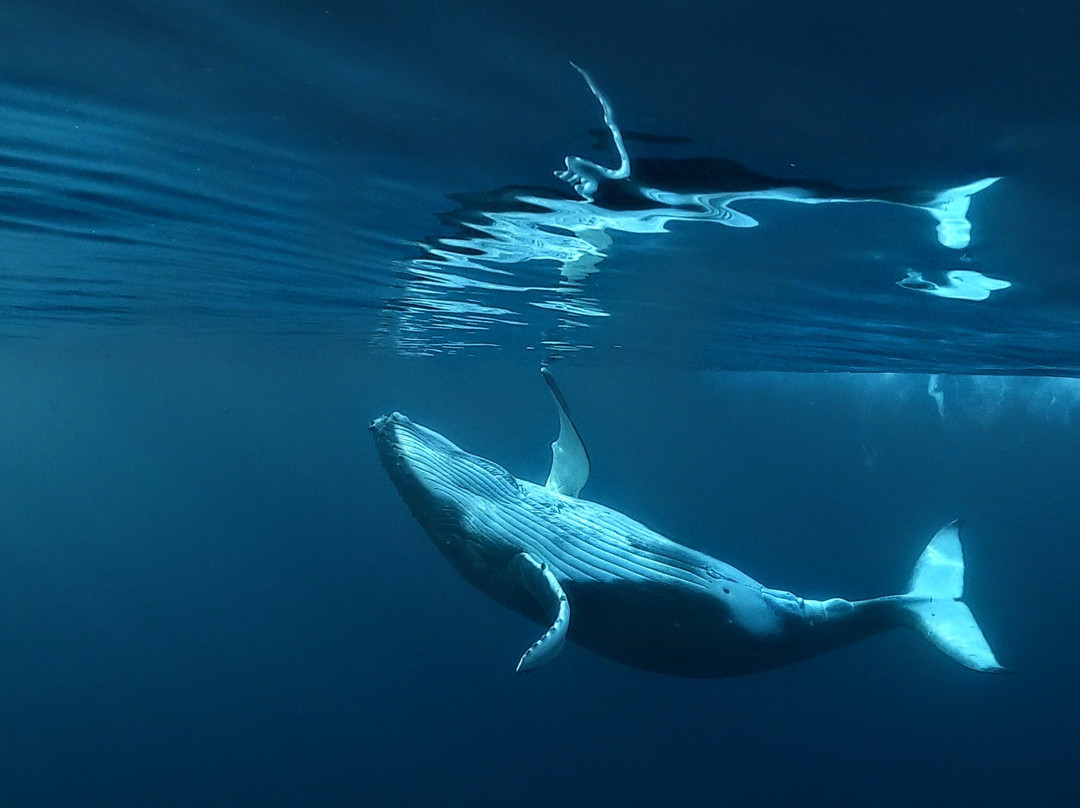 Natura / Captain Ju-Vairao必去景点