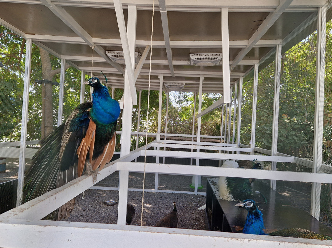 Solymar Beach-Amwaj Islands必去景点