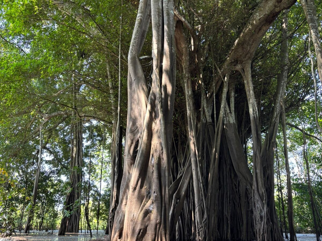 Amazon Selva Viva景点图片
