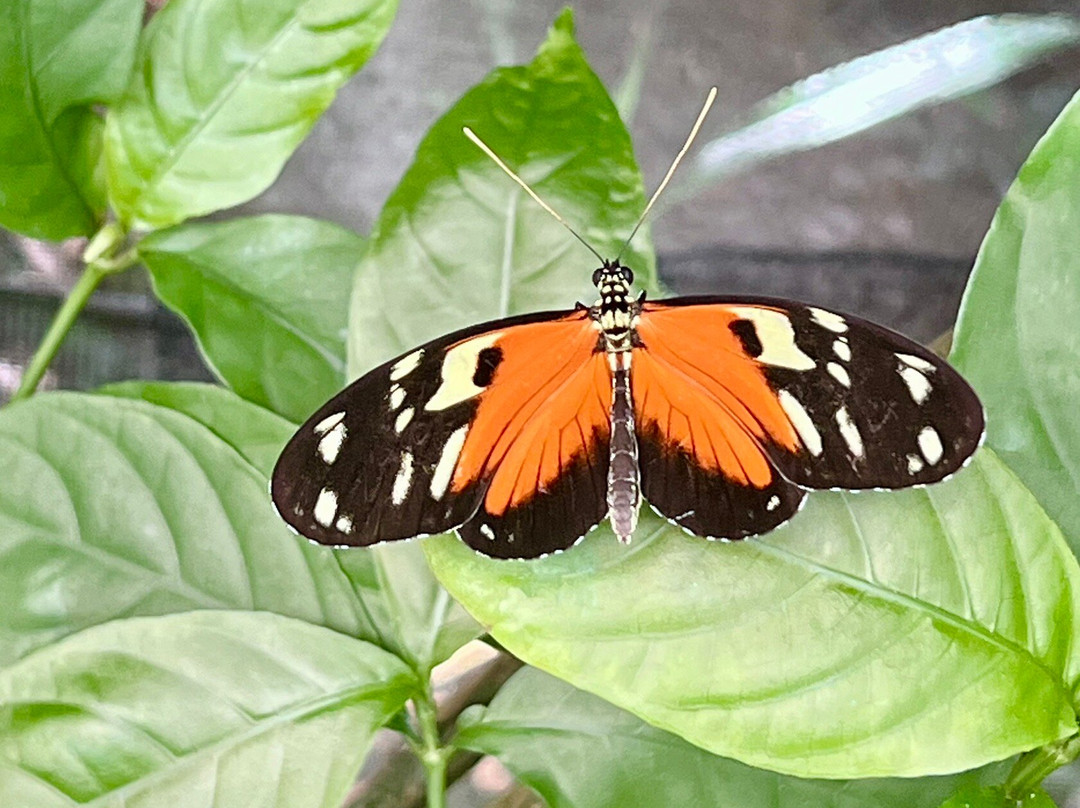 Butterfly Haven景点图片