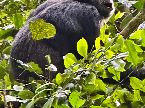 Friendly Gorillas-坎帕拉必去景点