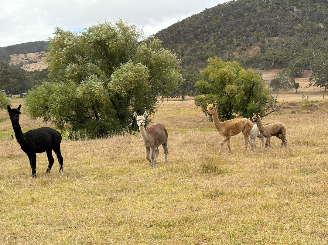 Softfoot Farm & Wildlife Park景点图片