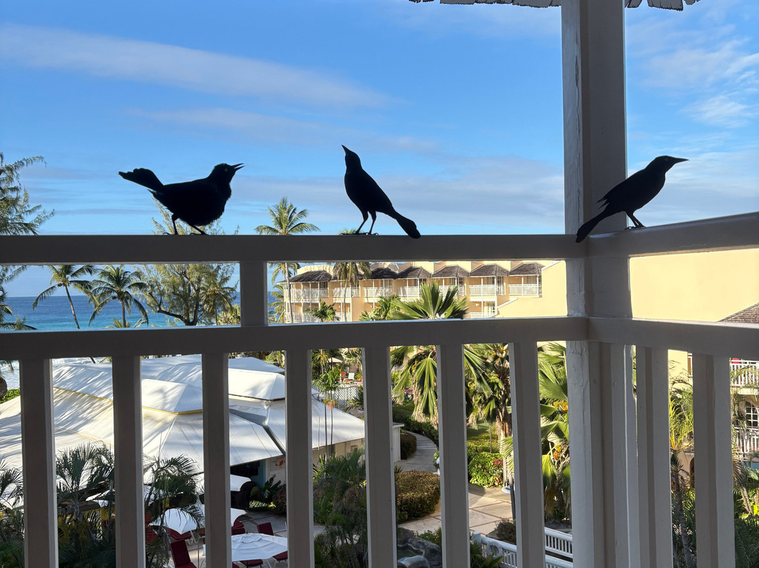 Turtle Beach by Elegant Hotels – All-Inclusive主图