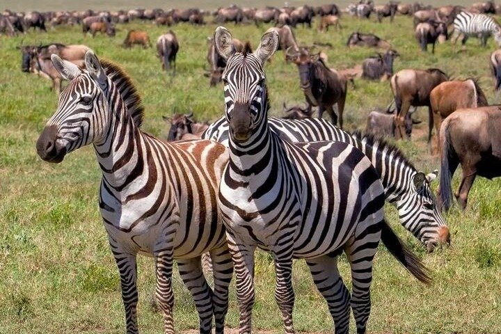 Faki The Best Guider in Zanzibar For Your Trip