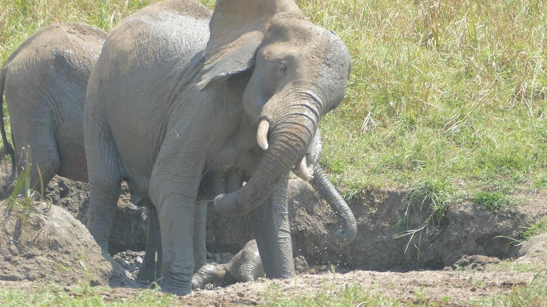 Big 5 Africa Tours景点图片