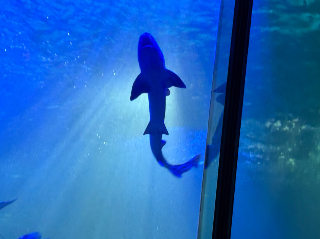 SEA LIFE Hunstanton景点图片