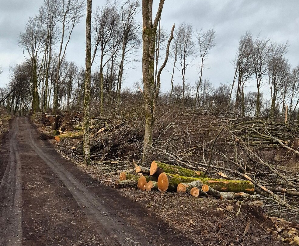 Mullaghmeen Forest-County Westmeath必去景点