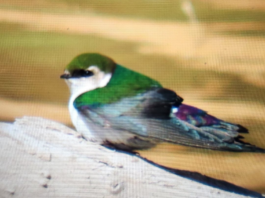 El Rio Preserve-马拉纳必去景点