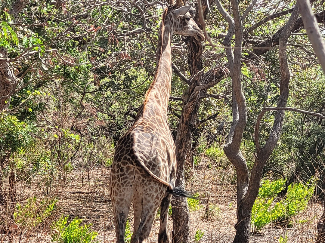 Fathala Wildlife Reserve-Dassilame Ba必去景点