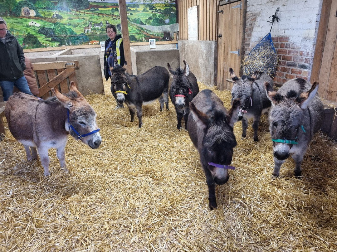Moel Famau Donkeys景点图片