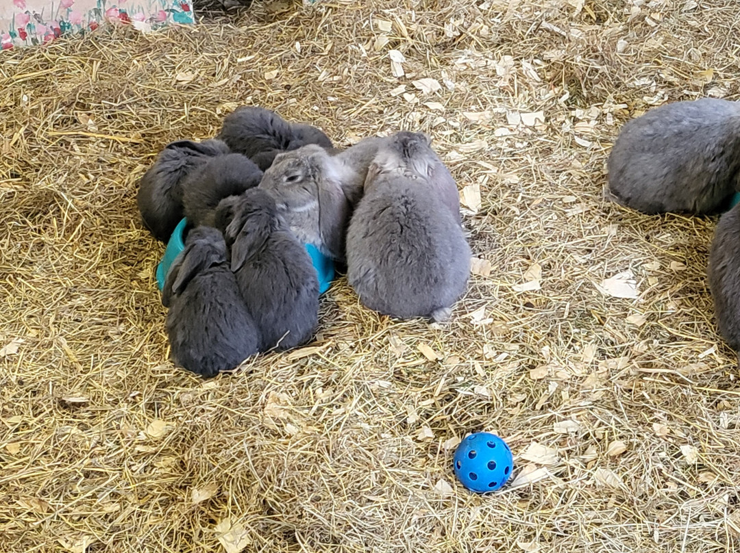 Thrift Farm景点图片