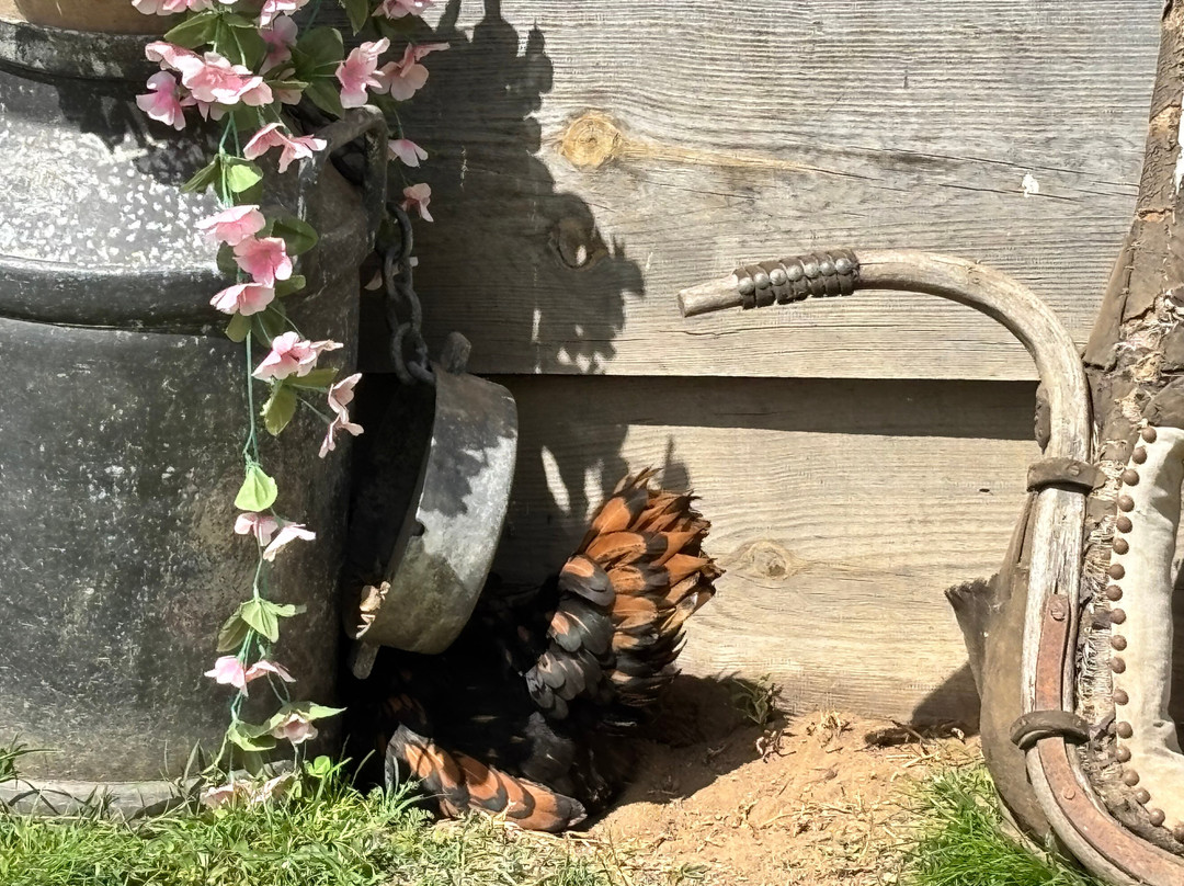 La Ferme D'idefix-Bagnols-en-Foret必去景点