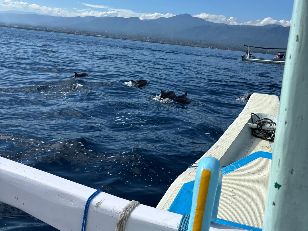 Agus Lovina Dolphin Tour-罗威那海滩必去景点