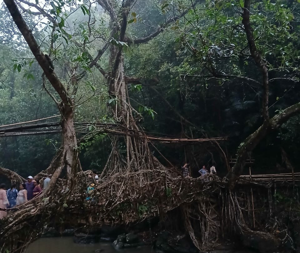 Riwai Living Root Bridge景点图片