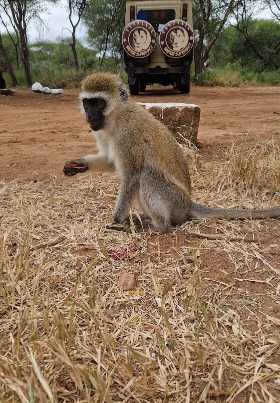 Tanzania Safari Supremacy-塞伦盖蒂国家公园必去景点