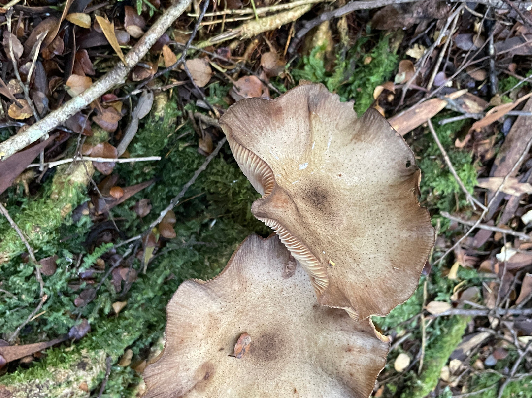 The Confluence-皇后镇必去景点