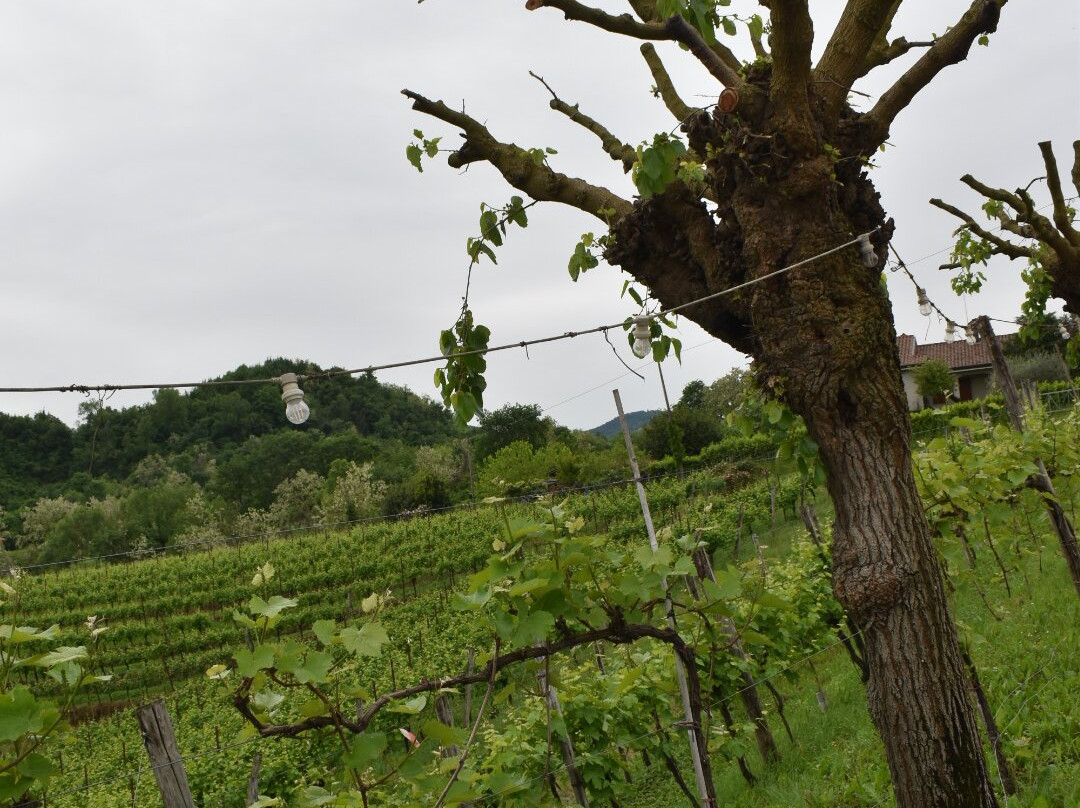 Tenuta Amadio-Monfumo必去景点