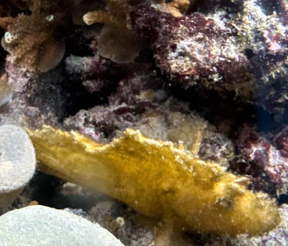 Dive Concepts Pemuteran景点图片