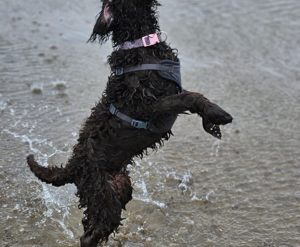Formby Beach (national Trust)-Formby必去景点