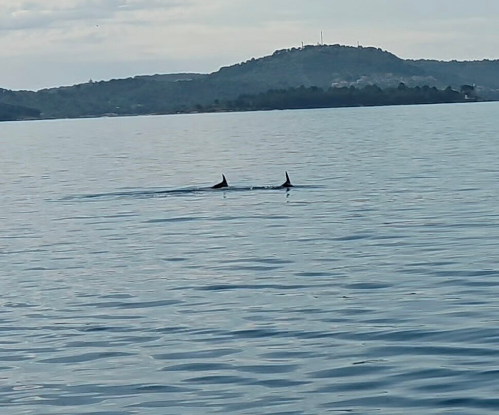 Dolphin Watching Tour - Murter景点图片