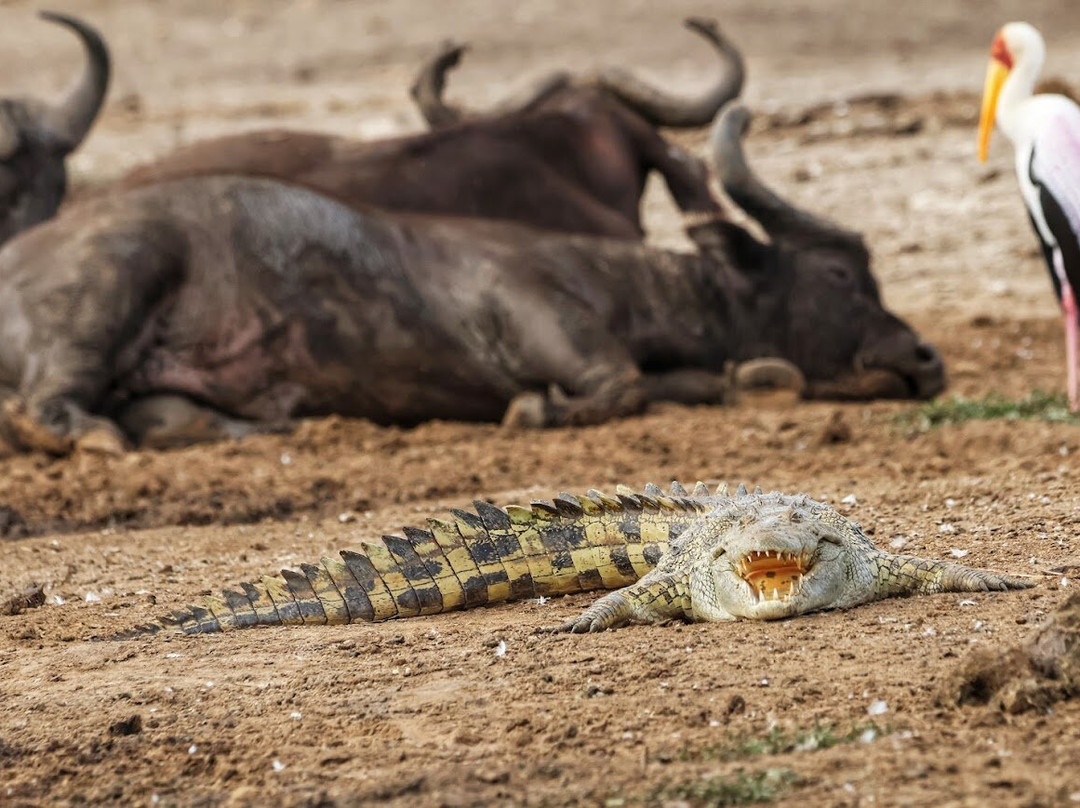 Safari Support Services Limited-卡巴莱必去景点
