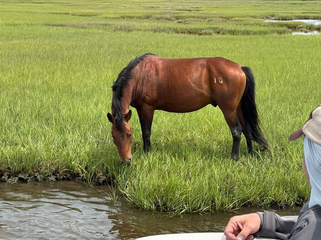 Up The Bay Pony Tours-钦科蒂格岛必去景点