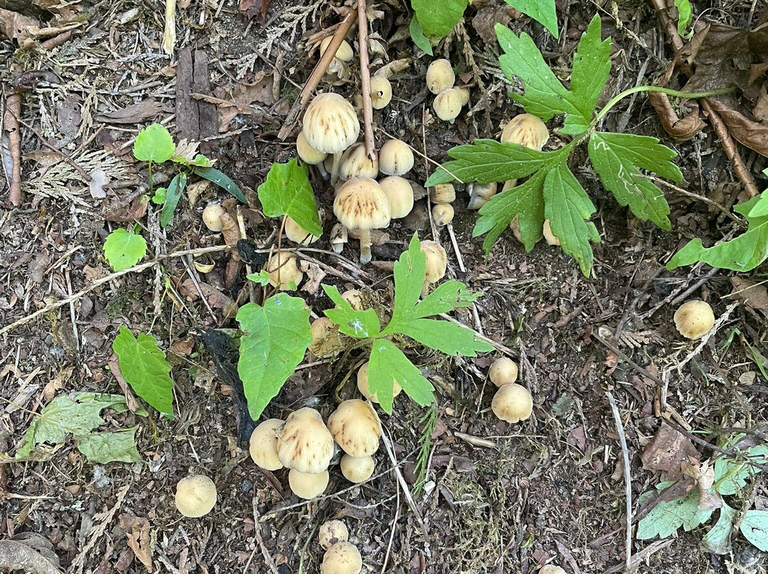 Evans Creek Preserve-雷德蒙德必去景点