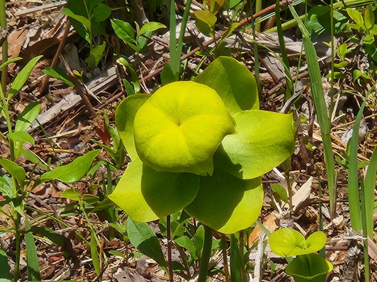 Stanley Rehder Carnivorous Plant Garden-威尔明顿必去景点