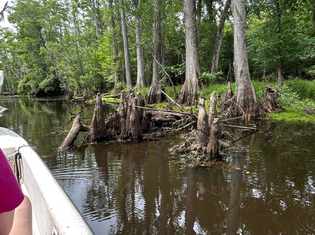 The Swamp Park景点图片