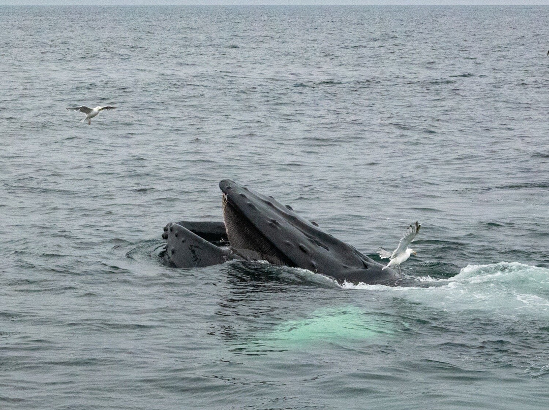 Provincetown Whale Watch-普罗温斯敦必去景点