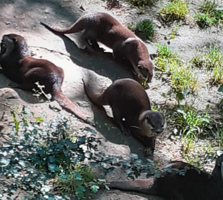 Réserve Zoologique De Calviac景点图片