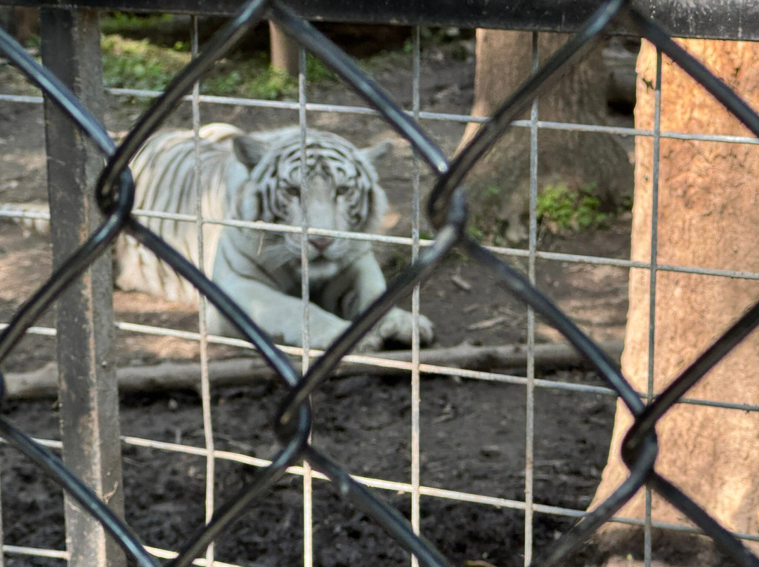 Wild Animal Adventure-斯坦顿必去景点