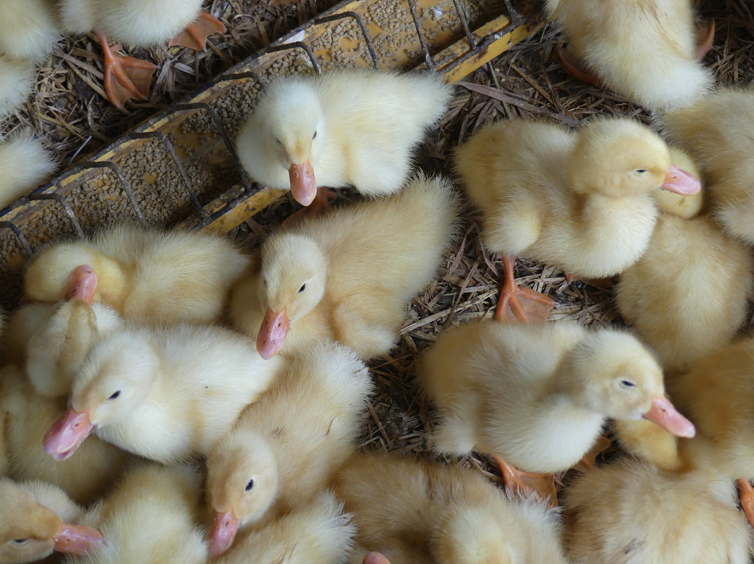 Sa Dec Market-Sa Dec必去景点