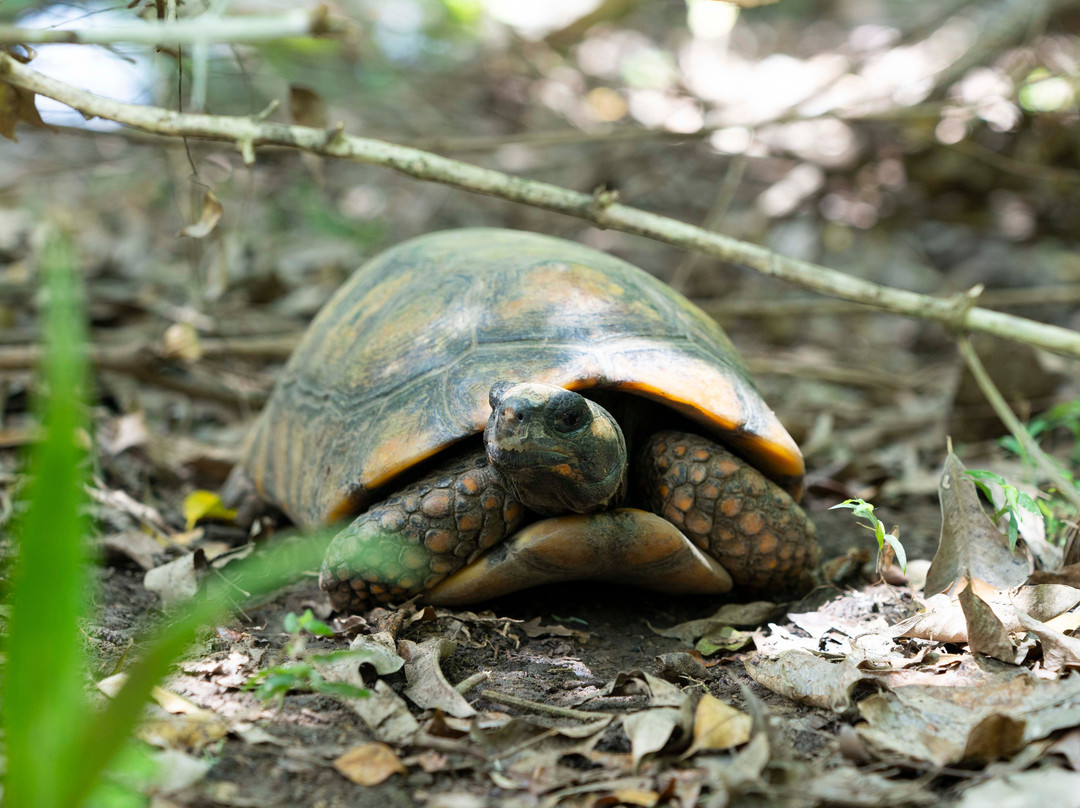 Corbin Local Wildlife-Mason Hall必去景点