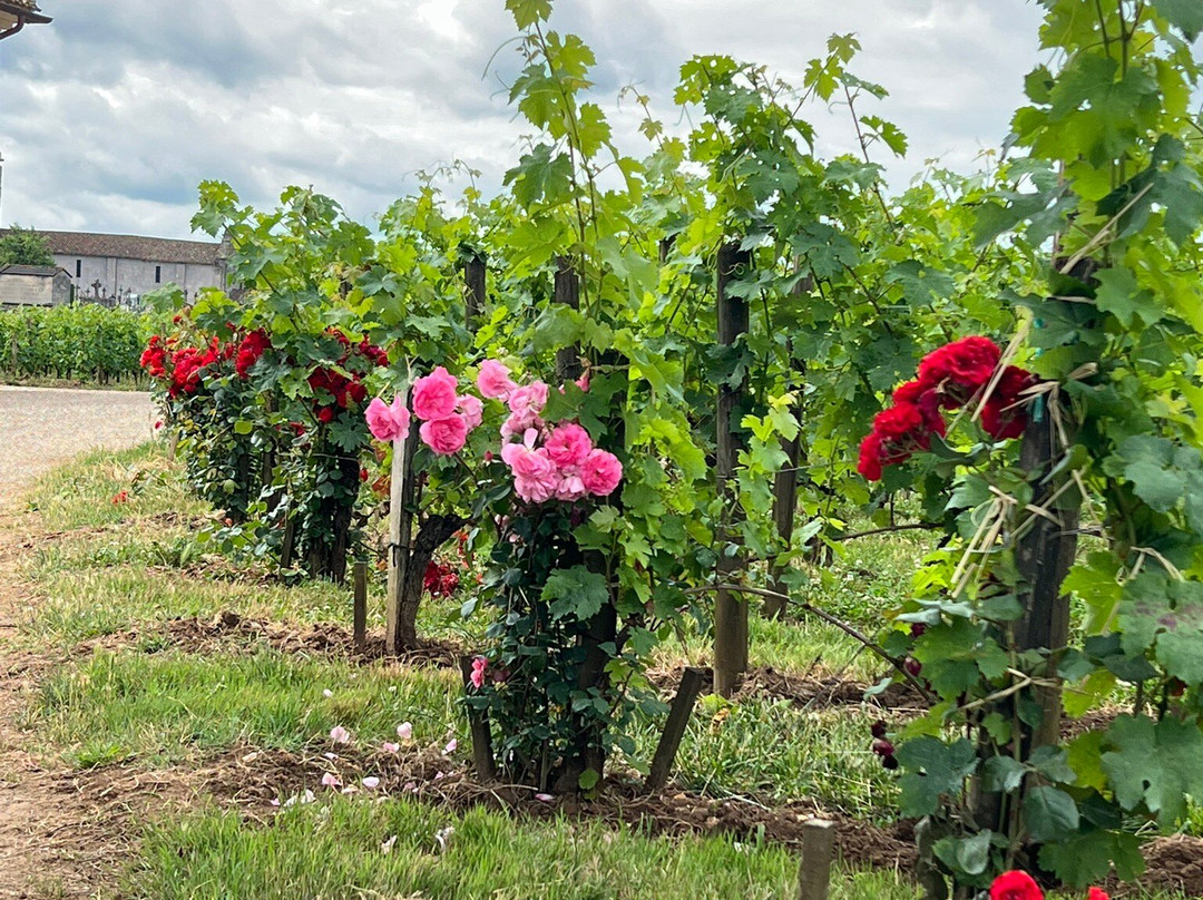 Chateau Franc Mayne景点图片
