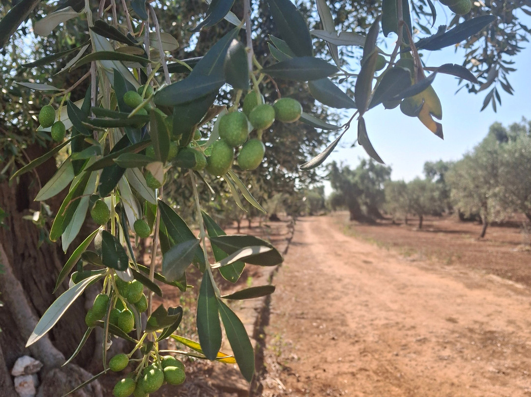 Oleifici Rotondo Luigi Olive Oil Tasting & Farm Tour-莫诺波利必去景点