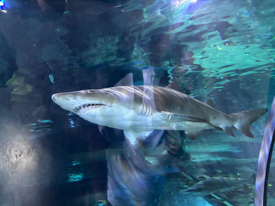 Odysseo Oceanarium Mauritius-路易士港必去景点