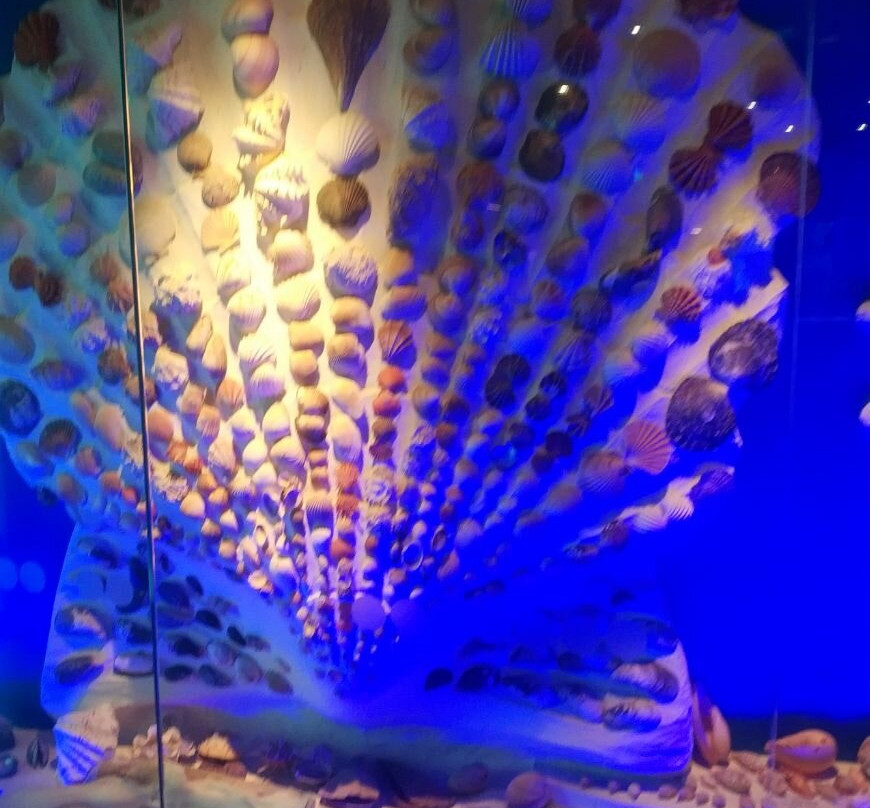 Museum of the World Ocean-加里宁格勒必去景点