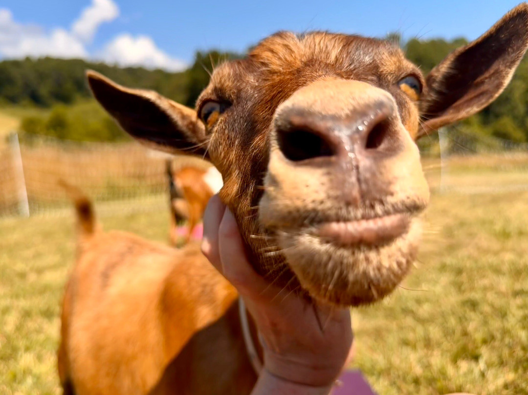 Asheville Wellness Tours-阿什维尔必去景点