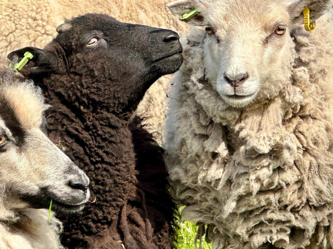 Shetland Wool Adventures-Lerwick必去景点