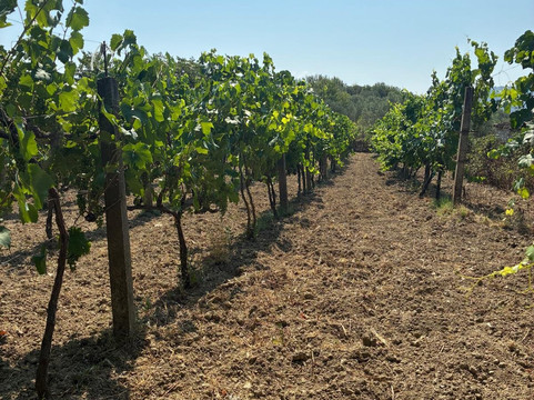 Olive Oil & Vineyard Tour Berat-培拉特必去景点