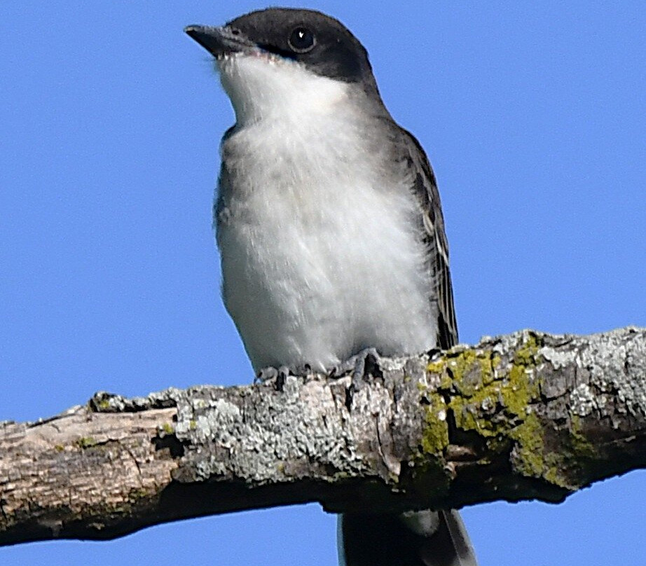 Lakeshore Nature Preserve at University of Wisconsin-麦迪逊必去景点