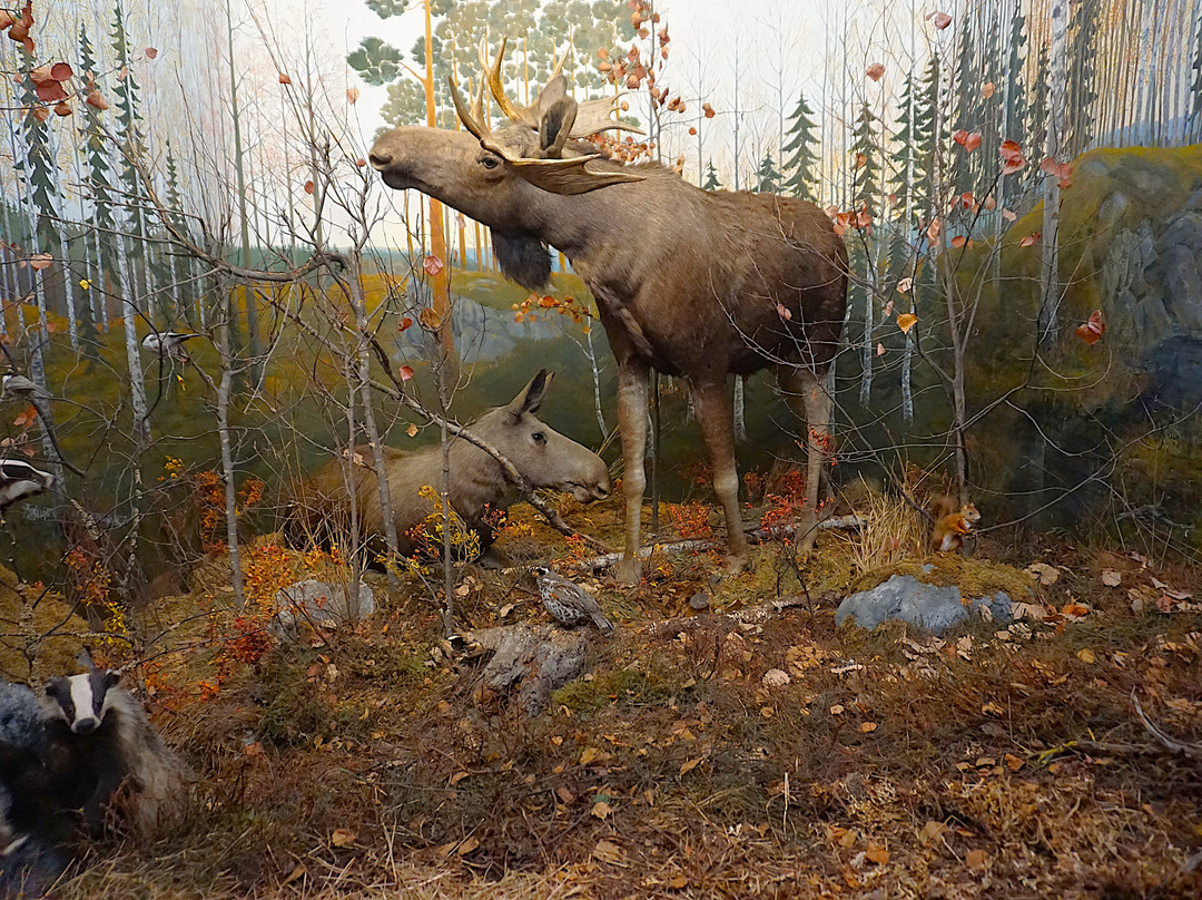 Turku Biological Museum-土尔库必去景点