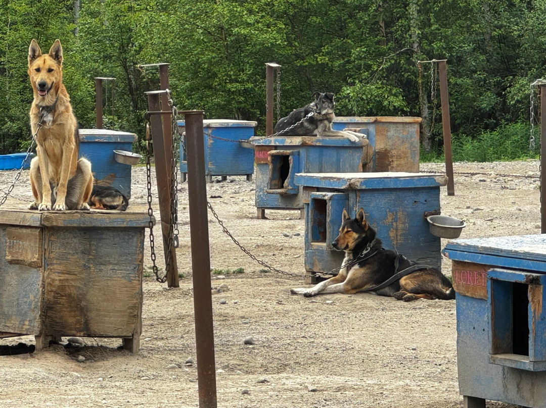 Alaskan Husky Adventures-Willow必去景点