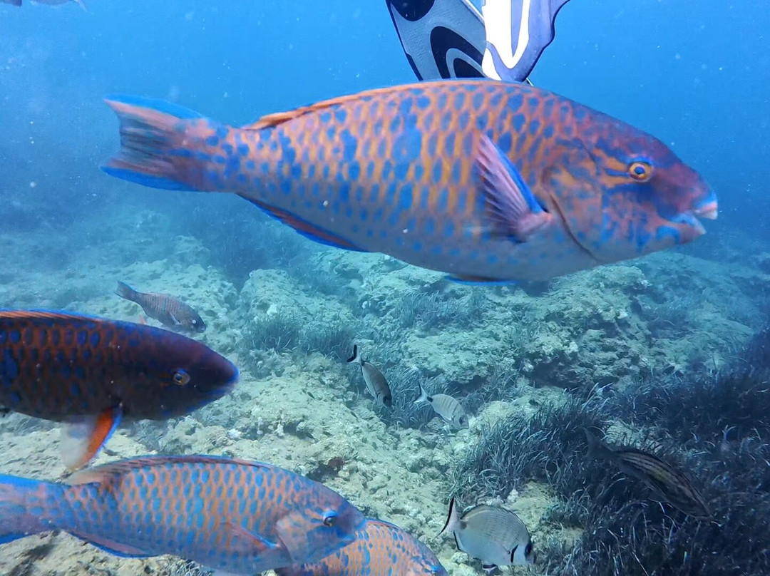 Side Azura Dive Center-马纳夫加特必去景点